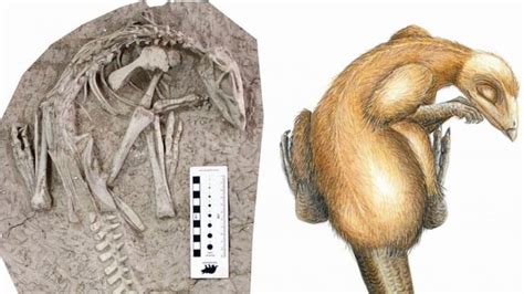 Changmiania Liaoningensis A New Species Of Burrowing Dinosaur That