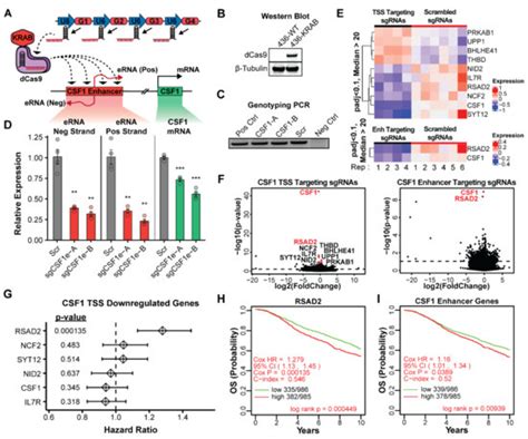 Cancers Free Full Text Enhancer Rna Transcription Is Essential For