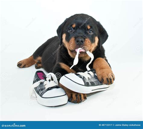 Why Is My Dog Chewing Shoes