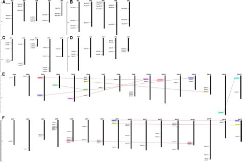 Frontiers Comparative Genomic Analysis Of TCP Genes In Six Rosaceae