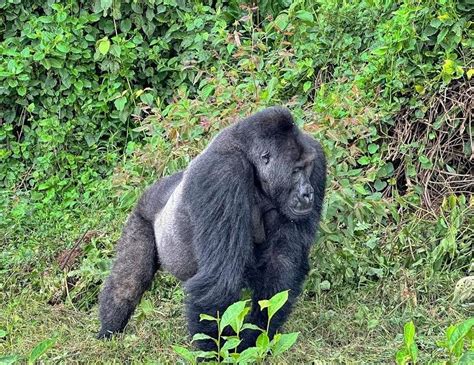 Rushaga Gorilla Habituation From Kigali Eco Adventure Safaris