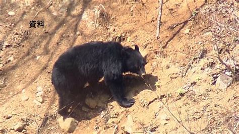 【クマ出没情報】木から落ちるクマ 金山町川口 8月31日午前7時ごろ 福島 Tbs News Dig