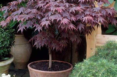 Dwarf Japanese Maple Tree Care