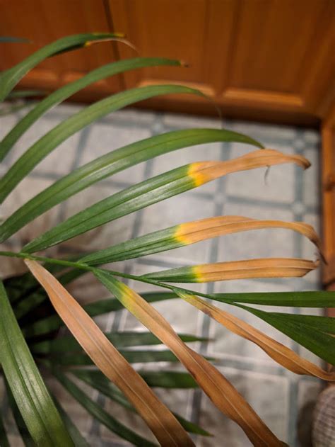 Yellow Spots On Areca Palm Leaves Yellow Leaves And Brown Leaf Spots