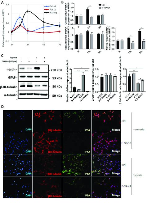 Effect Of Psa Inhibition On The Hypoxia Induced De Differentiation Of