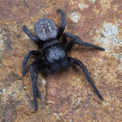 Velvet Spider African Snakebite Institute