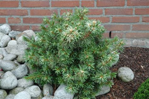 Pinus Parviflora Tani Mano Uki Dwarf Japanese White Pine Kigi Nursery