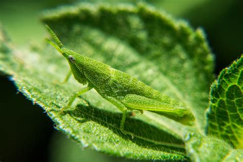 Nymphs,grasshopper,nature,insects,macro - free image from needpix.com