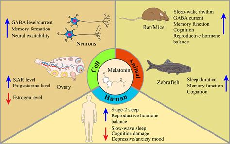 Frontiers Melatonin For Premenstrual Syndrome A Potential Remedy But Not Ready