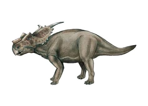 Micropachycephalosaurus Description Size Fossil Diet And Facts