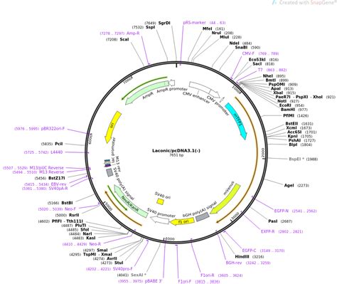 Laconicpcdna31 载体图谱质粒图谱、序列、价格、抗性、测序引物、大小等基本信息生物风载体