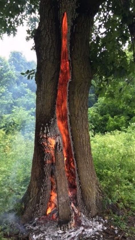 This Oak Tree Burning From The Inside Out From Being Struck By Lightning Lightning Strikes