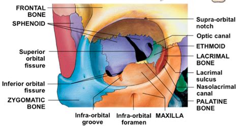 orbital cavity – Liberal Dictionary