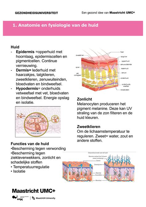 1 Anatomie En Fysiologie Van De Huid Artofit