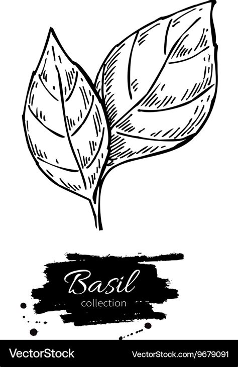 Basil Leaves Drawing at Rose Anderson blog