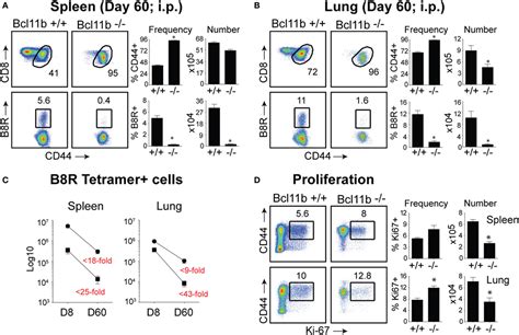 Frontiers Transcription Factor Bcl11b Controls Effector And Memory