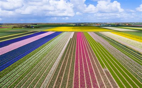 Tulips And Other Flowers In The Netherlands The Best Places To Visit