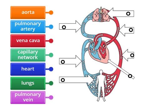 Circulatory System Labelled Diagram