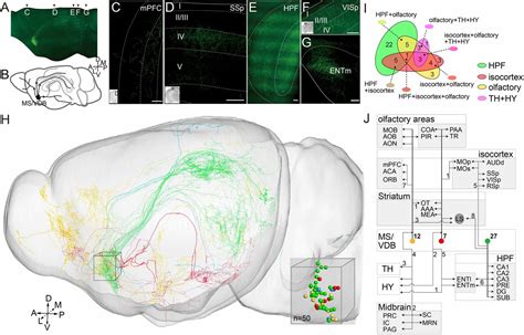 Generation Of A Whole Brain Atlas For The Cholinergic System And