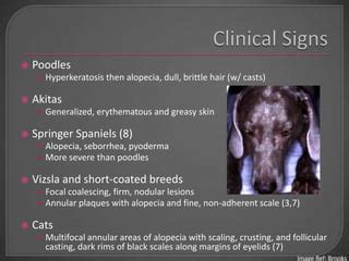 Sebaceous Adenitis | PPT