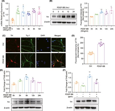 Pdgfbbmediated Th Induction In Dopaminergic Neurons And The In Vitro