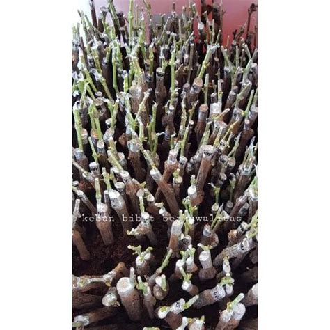 BIBIT STEK CUTTING GRAFTING ANGGUR IMPORT BERBAGAI JENIS Lazada