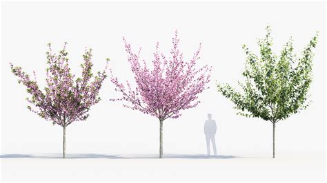 Prunus Serrulata Kanzan Kwanzan Cherry 3D Model Free 3D Model For