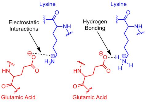 Amino Acids Salt Bridge Vs Hydrogen Bond Chemistry Stack Exchange