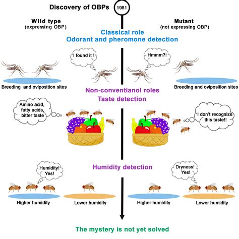 The 40-Year Mystery of Insect Odorant-Binding Proteins