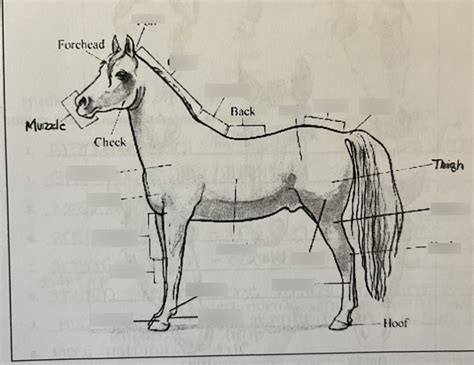 Equine Anatomy Diagram Quizlet