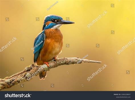 238,518 Orange Blue Bird Images, Stock Photos, 3D objects, & Vectors ...