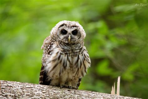 Chouette Ray Strix Varia Barred Owl Ado Ana S Tr Panier Flickr