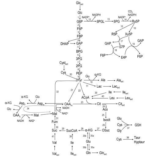 A Comprehensive Metabolic Profile Of Cultured Astrocytes Using Isotopic