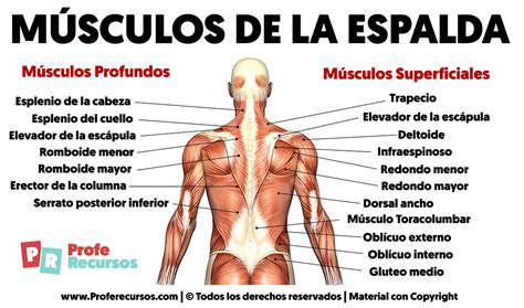 Musculos Del Cuello Plano Superficial ABC Fichas Descubra Os