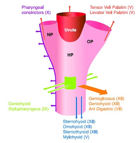 The Upper Airway In Obstructive Sleep Apnea A Reliance On Upper Airway