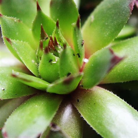 aphids-on-succulents | Print A Pot