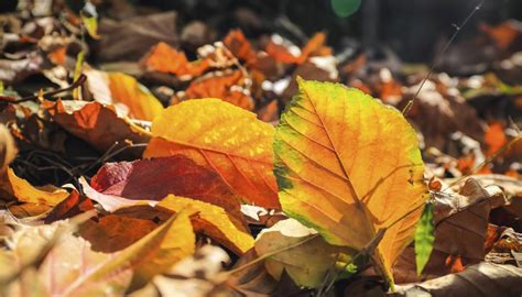 Tools Used To Gather And Pick Up Leaves Garden Guides