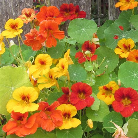 Tropaeolum Nanum Dwarf Nasturtium Jewel Mix Wildflower Seeds