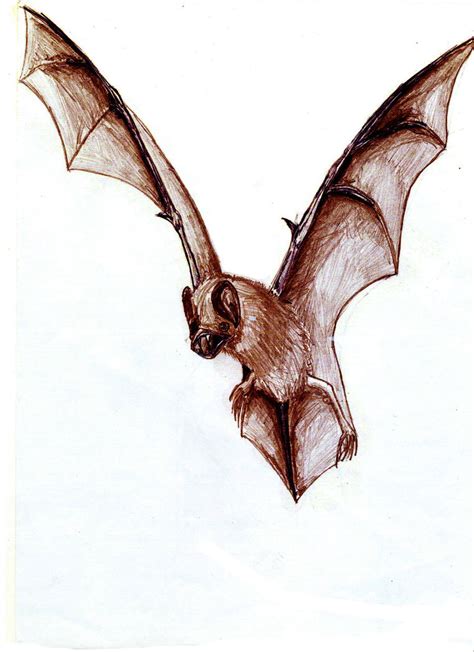 Bat Drawing Realistic Personally i really have a huge fear of bats but this