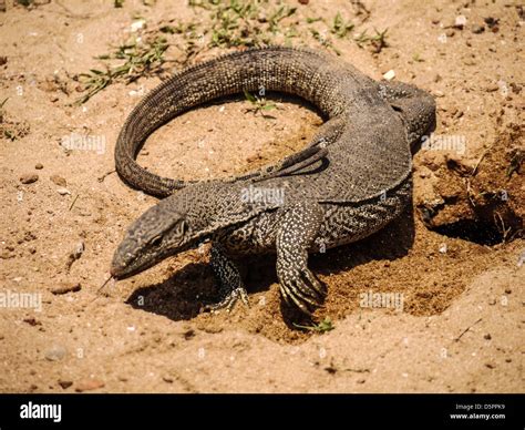 Sri Lankan Lizard Hi Res Stock Photography And Images Alamy