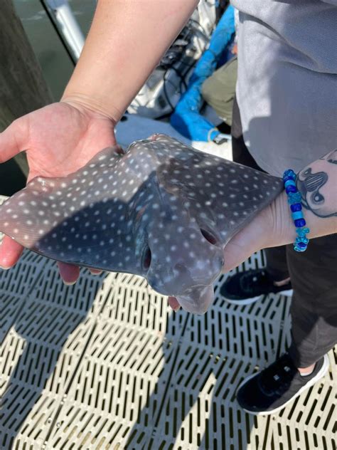 Rare 400 Pound Spotted Eagle Ray Jumps Into Boat Gives Birth