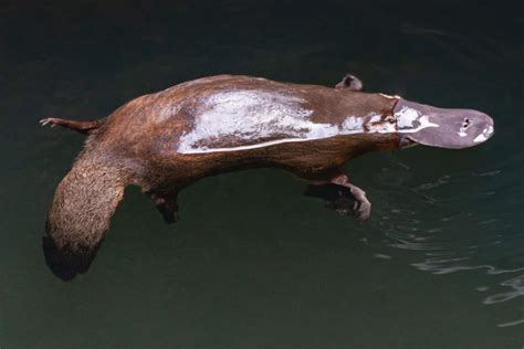 Platypus Eating Crayfish