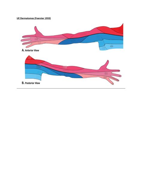 Ue Dermatome Map Hot Sex Picture