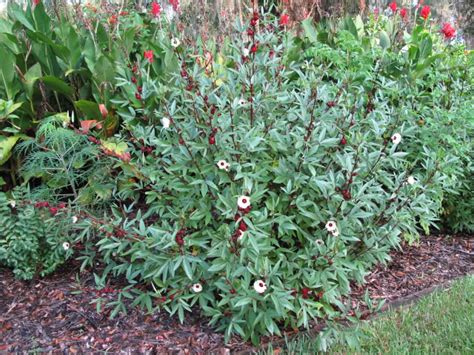 Roselle Facts And Health Benefits Health Benefits