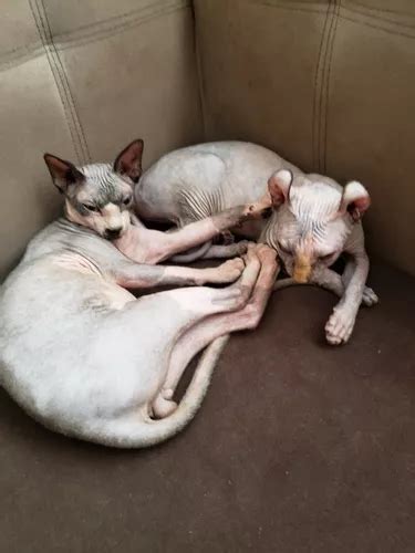 Gato Sphynx Egipcio Sin Pelo Esfinge Acepto Cambios En Venta En Lima