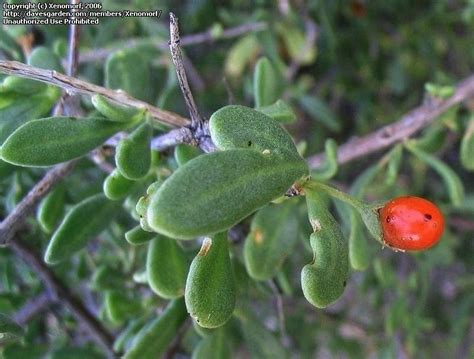 Plantfiles Pictures Lycium Species Fremont Lycium Wolfberry Lycium