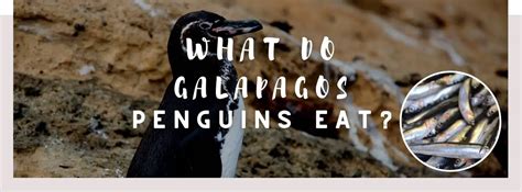 what do penguins eat galapagos What do penguins eat?