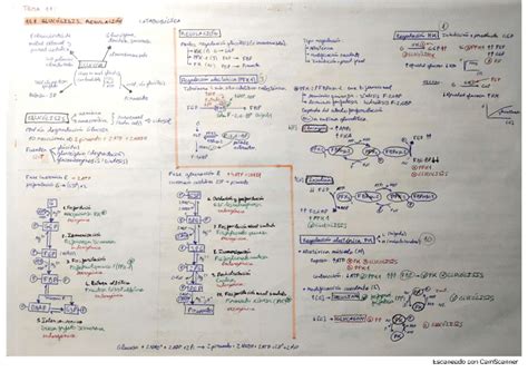 Esquemas Bioquimica 2o Cuatri Pdf