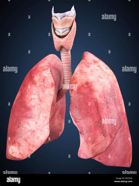 Human Anatomy Of The Lungs Hi Res Stock Photography And Images Alamy