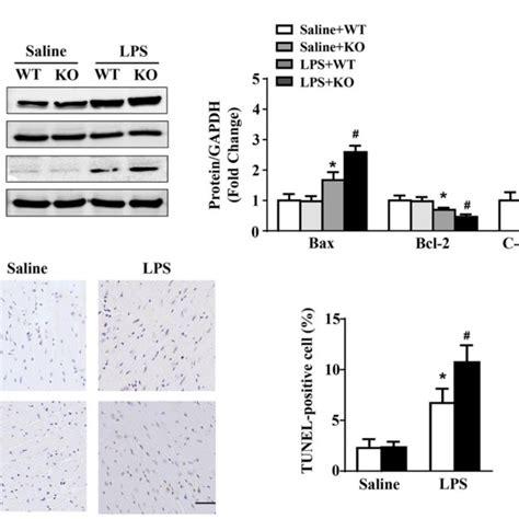 L Ppp Deletion Aggravates Lps Induced Myocardial Apoptosis A